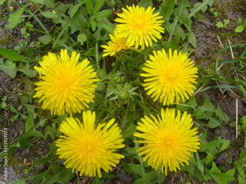 yellow dandelions in the grass