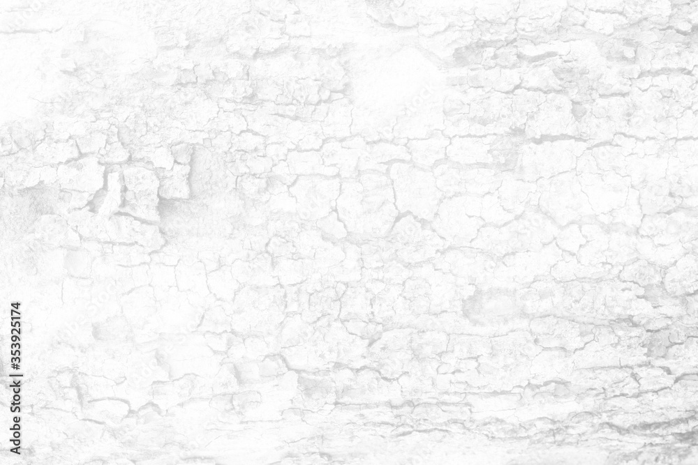 White Tree Bark Texture Background, Suitable for Presentation and Backdrop.