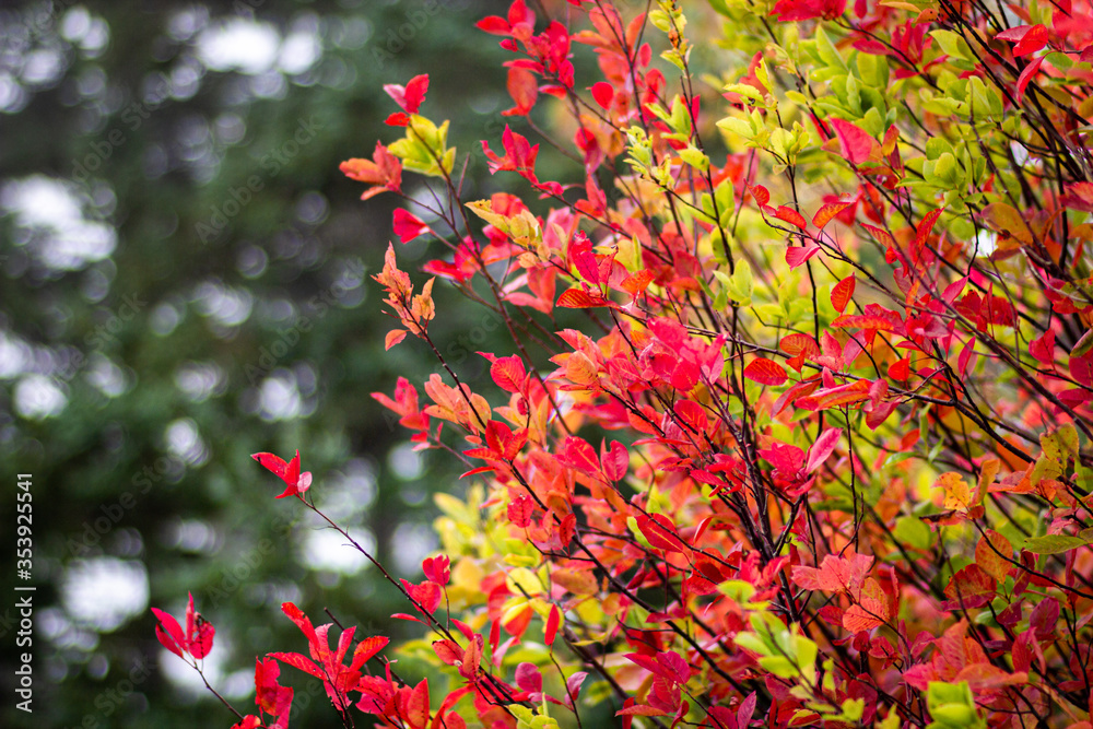 Bright colored fall foliage detail, selective focus, New Hampshire, USA Bright colored fall foliage detail, selective focus, New Hampshire, USA