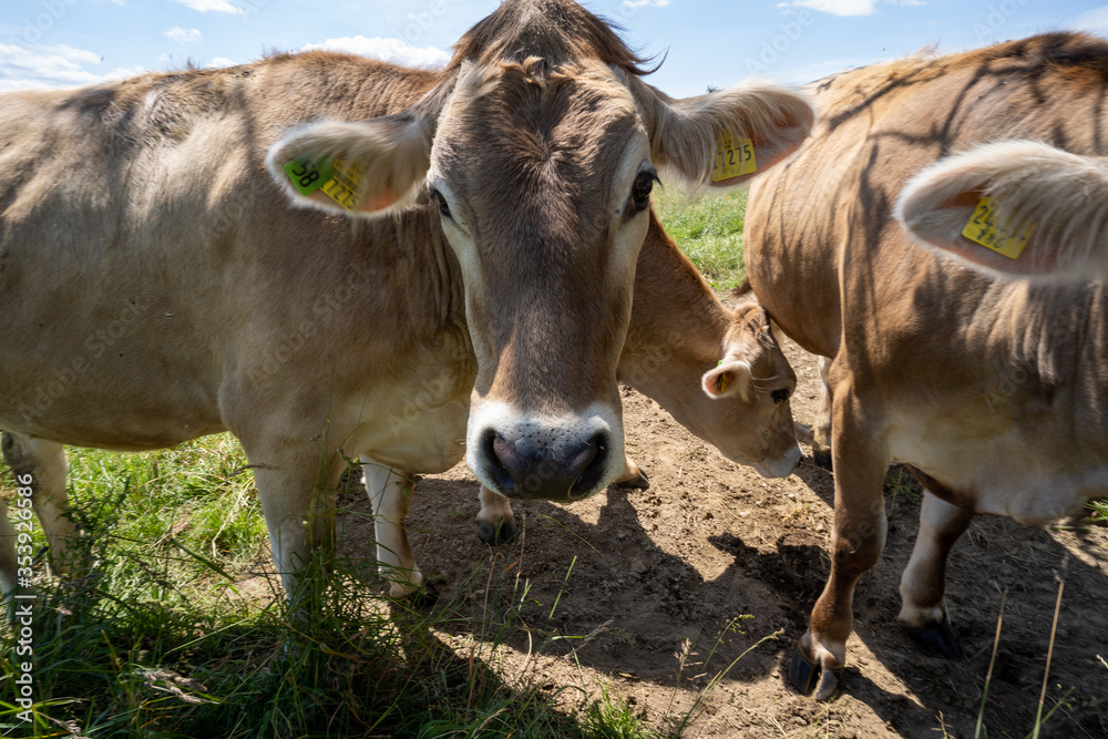 Fototapeta premium Oberreitnau bei Lindau am Bodensee