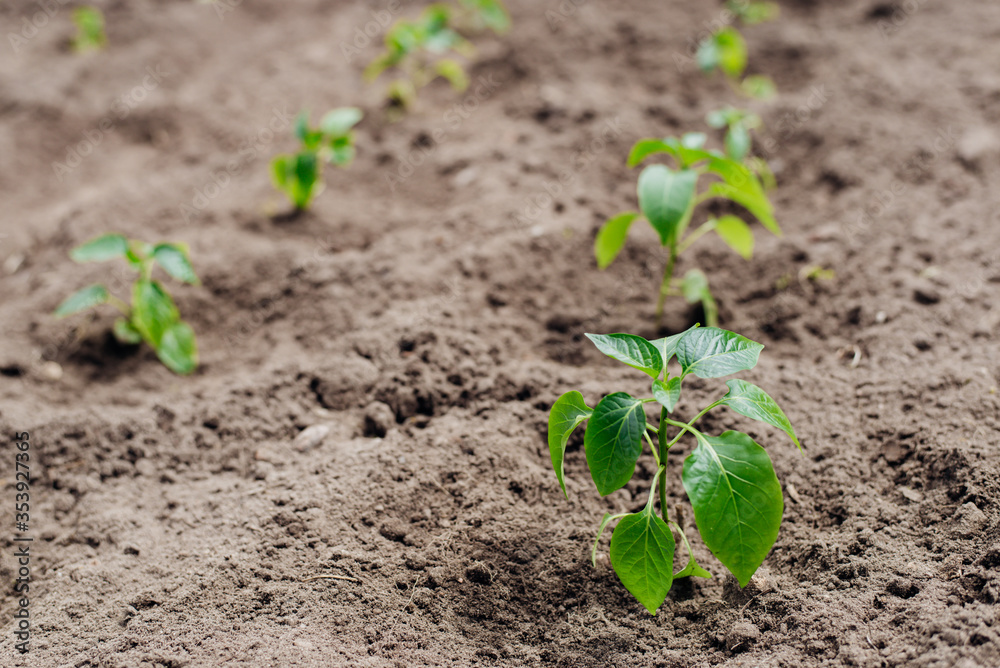 Young beautiful shoots of seedlings the bell peppers.Closeup view of young paprika sprouts in the soil.Agriculture and vegetable growing. Spring, hopes for a good harvest of paprika. Young beautiful shoots of seedlings the bell peppers.Closeup view of young paprika sprouts in the soil.Agriculture and vegetable growing. Spring, hopes for a good harvest of paprika.
