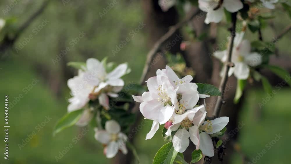 Delicate white and pink flowers of the apple tree in the wind in the rays of the warm sun. Delicate white and pink flowers of the apple tree in the wind in the rays of the warm sun.