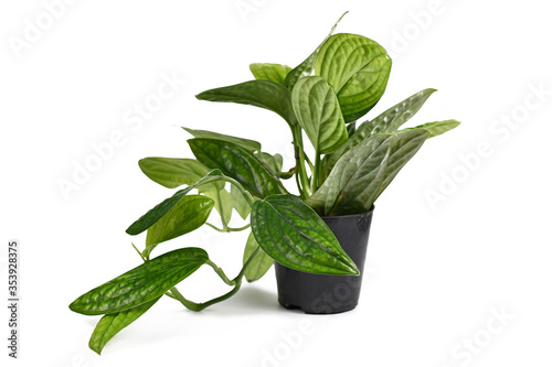 Tropical 'Monstera Sp. Peru', also called 'Monstera Karstenianum' house plant with puckered, iridescent leaves on white background photo