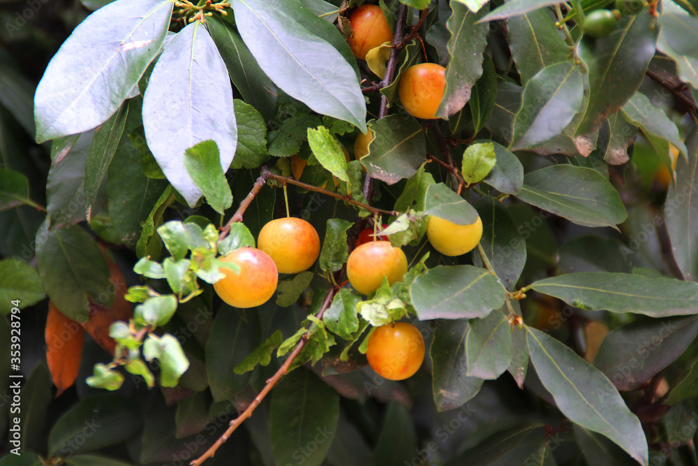 mandarin fruits on tangerine tree in summer