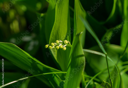 lily of the valley in the garden