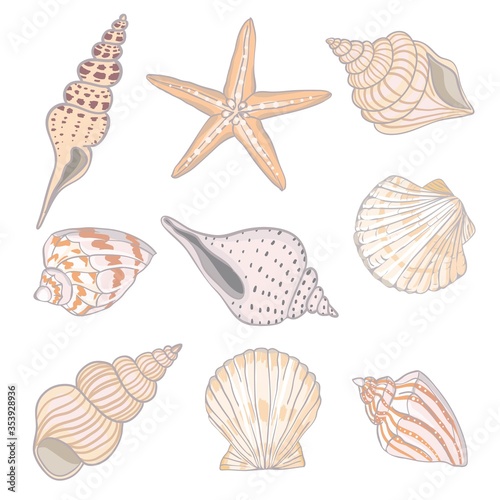 Hand drawn vector illustrations - collection of seashells. Marine set. Perfect for invitations, greeting cards, posters, prints, banners, flyers etc