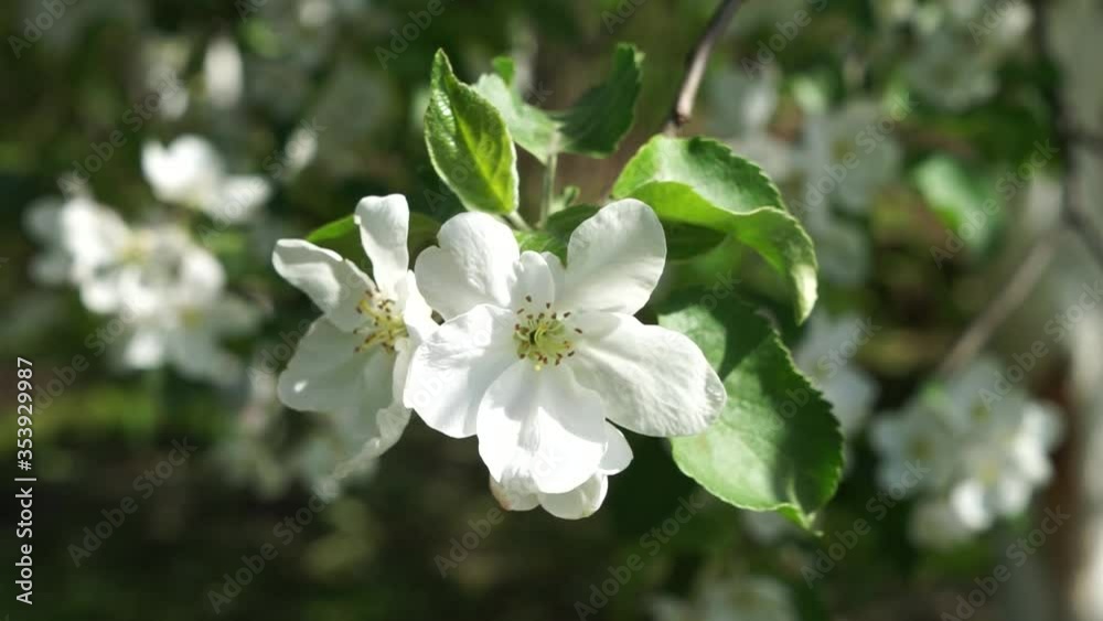 white apple flowers on a windy day white apple flowers on a windy day