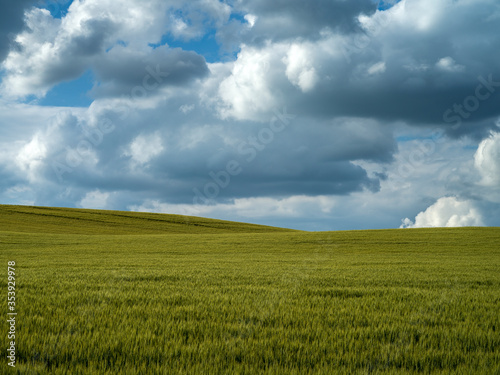 green field and blue sky