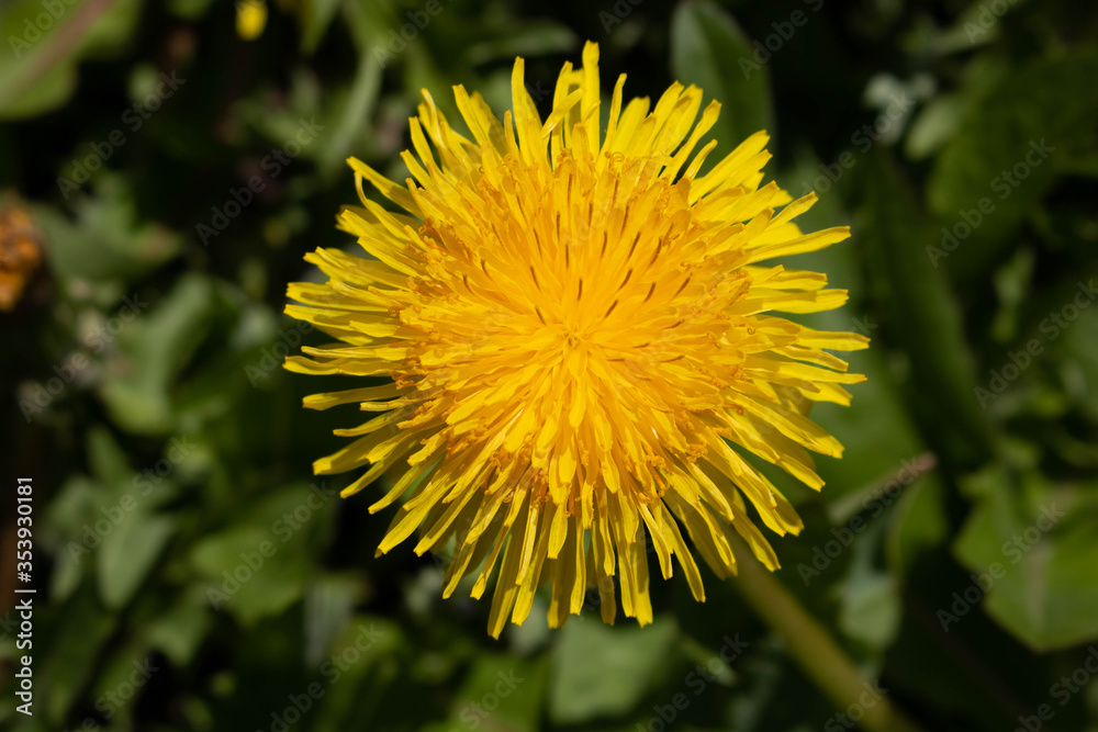 A single yellow dandelion flower.Macro photography of a dandelion. Green background.