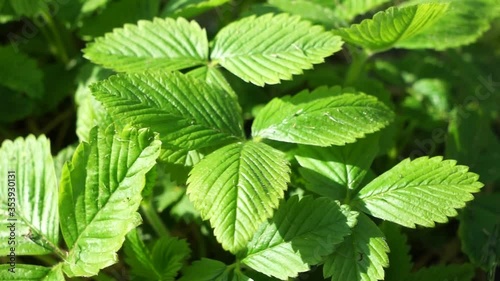 Wallpaper Mural green strawberry leaves on a windy day Torontodigital.ca