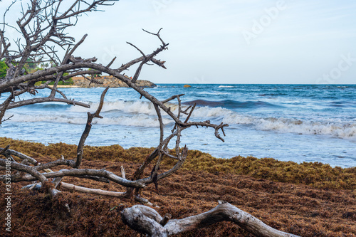 Branches mortes de mangrove devant des sargasses brunes échouées sur le rivage avec une mer quelques vagues à l'arrière plan en fin de journée avec un ciel bleu
