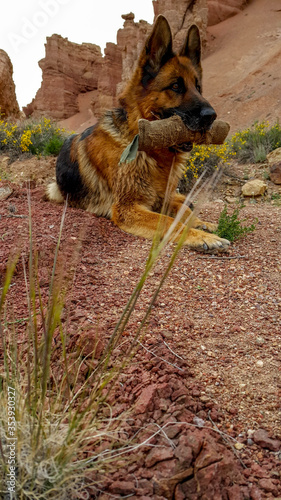 German shepherd and her favorite toy