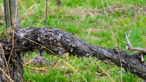 old woody gnarled grapevine