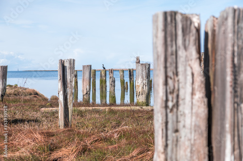 Cormorant sitting on wooden pole by the sea