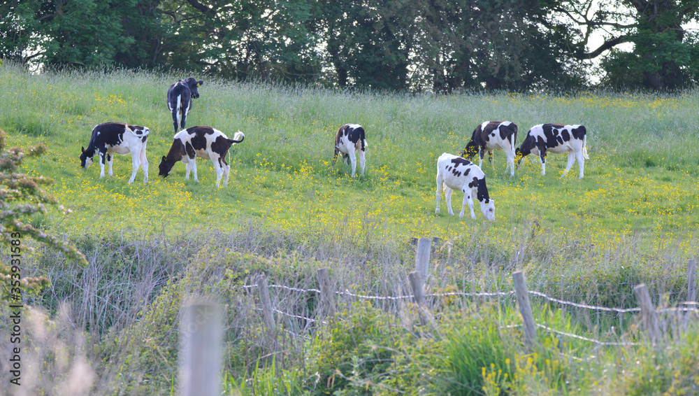Fototapeta premium Cow at wheldrake ings