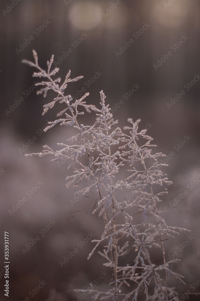 Frozen flora macro shot Frozen flora macro shot