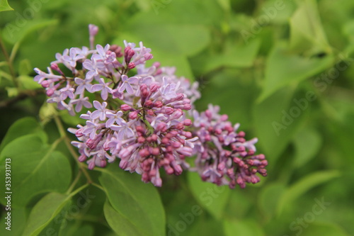 Lilac flowers in the garden