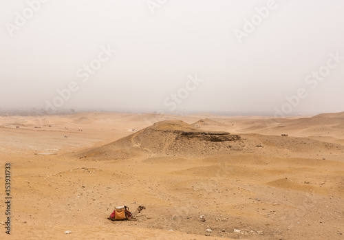 A camel resting in the desert and sand dunes of Giza complex, Egypt
