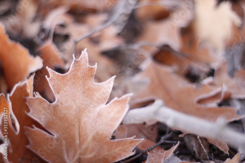 Frozen autumn leaves close up