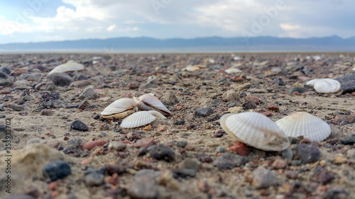 seashells on the seashore away from water