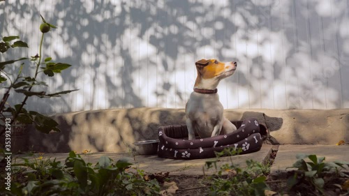 Portrait of a faithful dog sitting and looking at his master passing by. Dog looking for master with hope. Faithful dog looking at owner, master, trainer. Pet as best friend photo