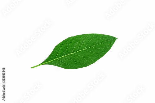 Green Leaf Isolated on White Background.