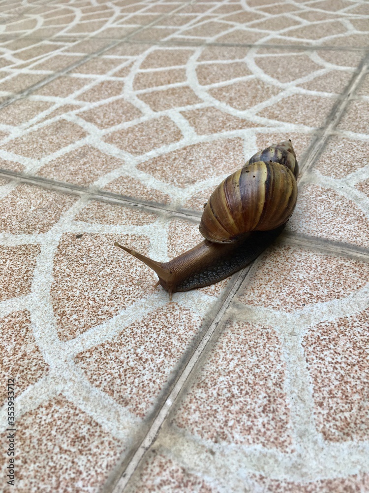 A giant snail is often seen after new rain. Classified as invertebrates