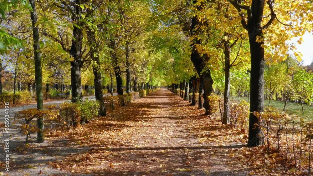 POV walking along empty alley covered by foliage in autumn Schonbrunn park, Vienna, Austria POV walking along empty alley covered by foliage in autumn Schonbrunn park, Vienna, Austria