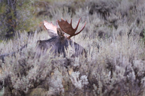 Moose at Gros Ventre campground Jackson Hole. photo