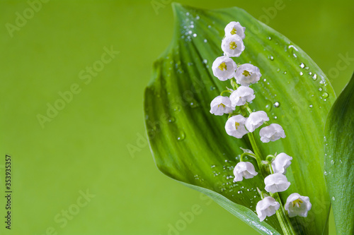 Beautiful lily of the valley flowers on a light green background
