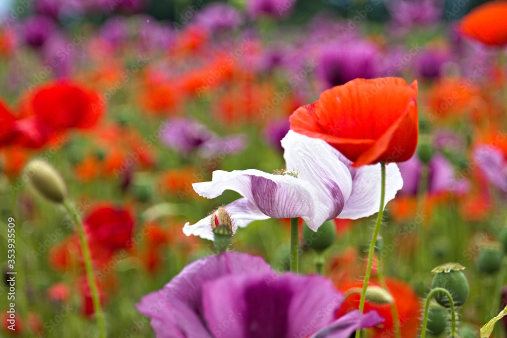 Obraz premium red poppy flowers