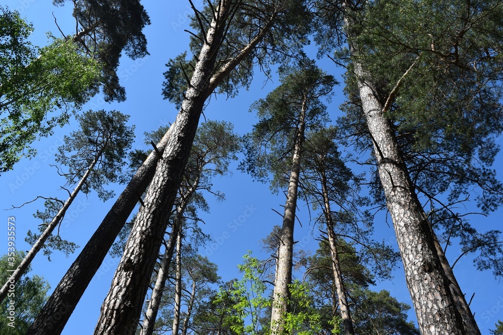 Fototapeta premium trees and sky
