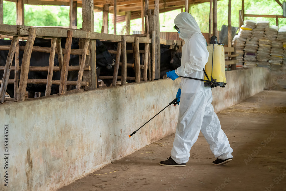 Male farmer in hazmat PPE protective clothing cleaning on a beef cattle farm,concept good hygienic care in beef cattle farms.