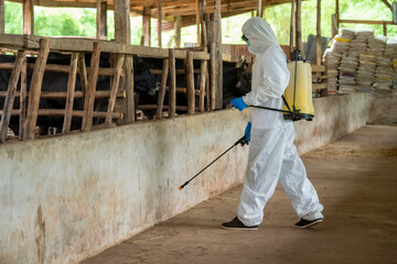 Male farmer in hazmat PPE protective clothing cleaning on a beef cattle farm,concept good hygienic care in beef cattle farms.