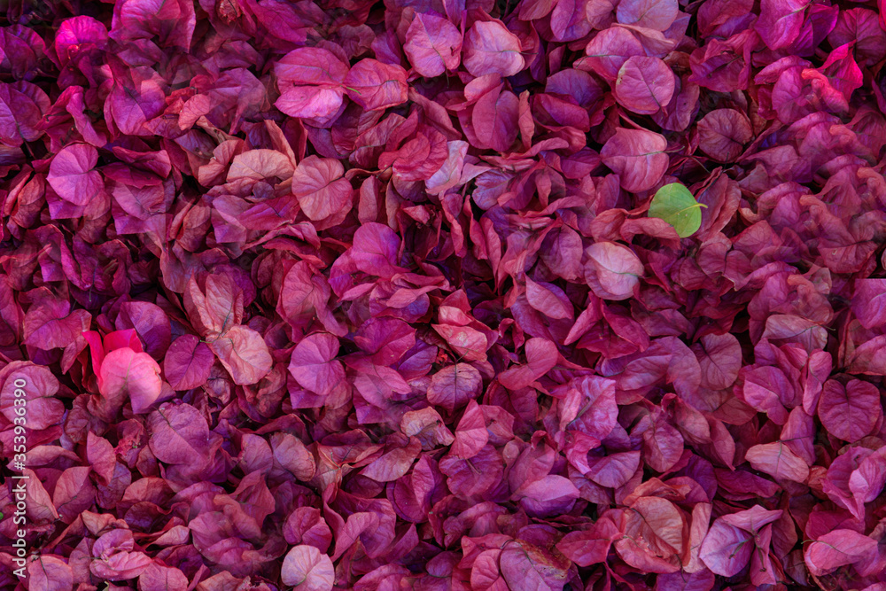 Carpet of Fallen Bougainvillea Flower Petals