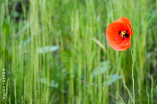 a red poppy Bud on a blurred background of green grass