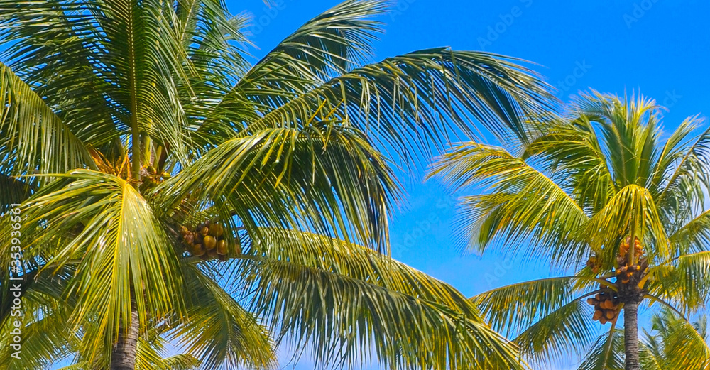 Palm trees under the blue sky on a tropical island Palm trees under the blue sky on a tropical island