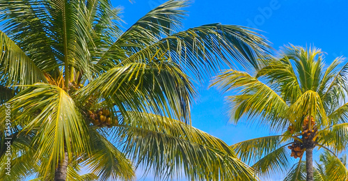 Palm trees under the blue sky on a tropical island