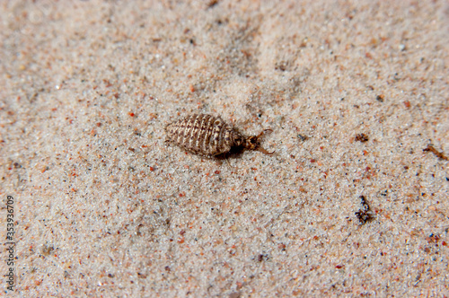 Ant lion above the sand in sunshine