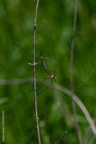 Daddy longlegs, also known as crane fly mating