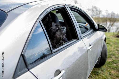 dog sitting on the backseat of the car. Travel with your pet © Kateryna