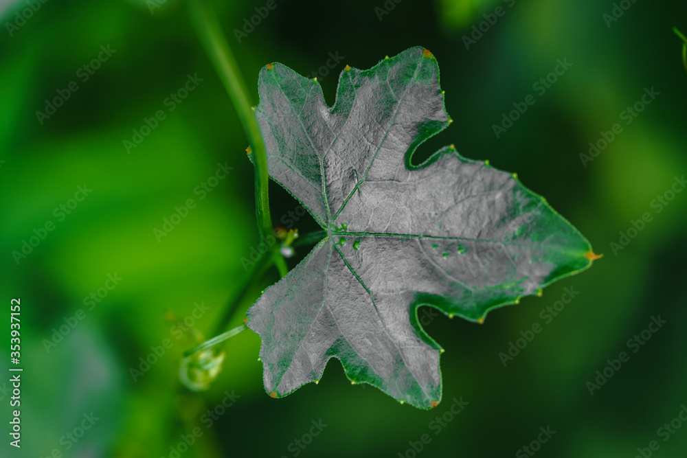 The close up of the leaves Ivy Gourd is a vegetable with a green and soft focus background. The close up of the leaves Ivy Gourd is a vegetable with a green and soft focus background.