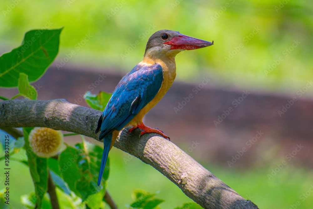 kingfisher on branch ( stork-billed kingfisher )