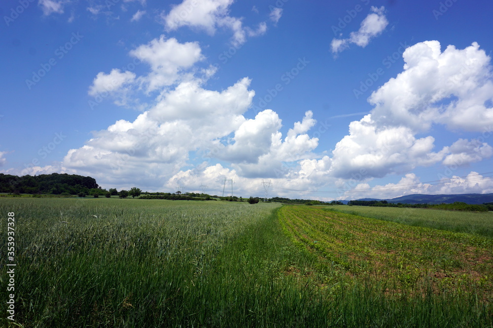Obraz premium green field and blue sky
