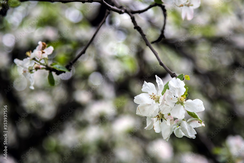 photo of blossoming tree brunch with white flowers on bokeh green background photo of blossoming tree brunch with white flowers on bokeh green background