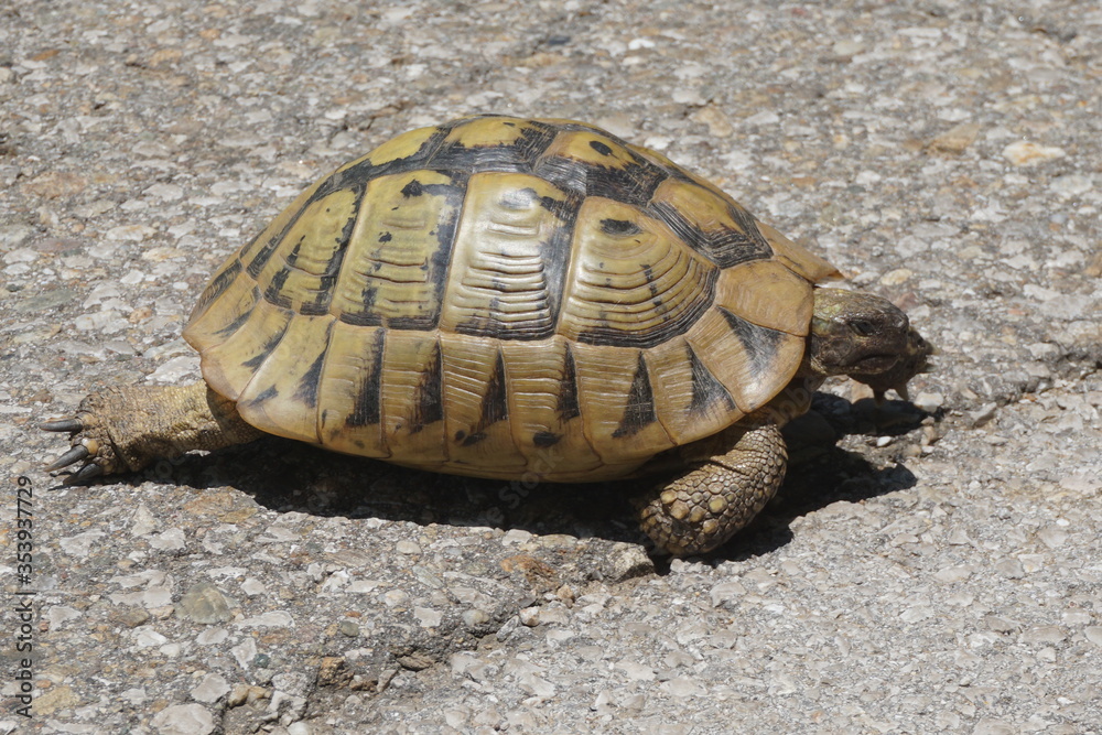 Obraz premium turtle on a rock