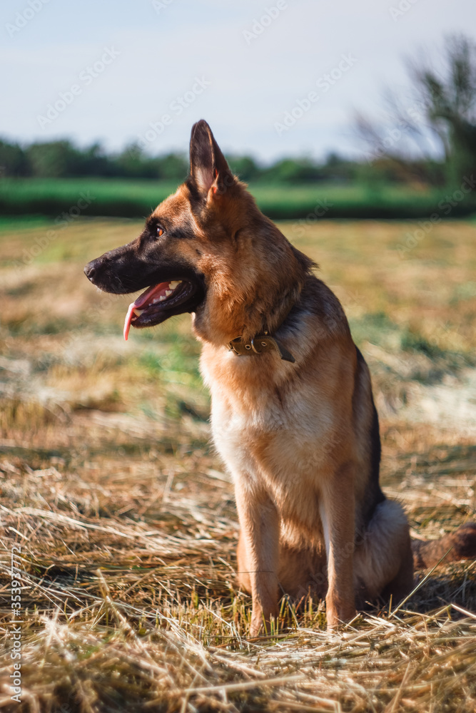 German Shepherd in the field. The dog walks in nature. A German shepherd sits in the hay in a freshly mown yellow wheat field. German Shepherd in the field. The dog walks in nature. A German shepherd sits in the hay in a freshly mown yellow wheat field.