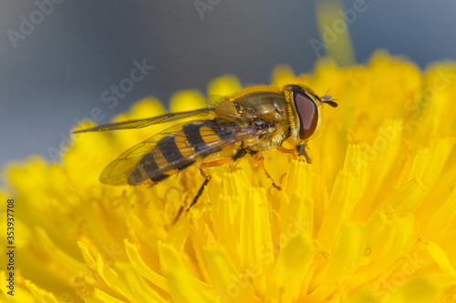 The macro shot of the beautiful fly like bee eating nectar on the yellow dandelion flower in the sunny summer or spring weather © Майджи Владимир