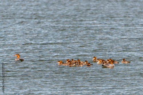 A large family of Mergus merganser ducks