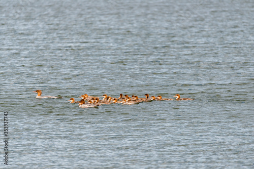A large family of Mergus merganser ducks